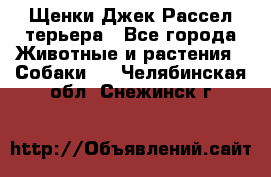 Щенки Джек Рассел терьера - Все города Животные и растения » Собаки   . Челябинская обл.,Снежинск г.